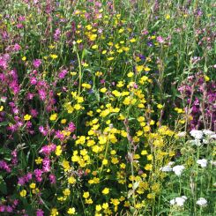 Deckenbild "Wildblumen" 