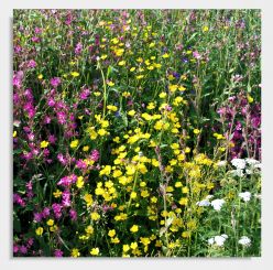Praxisbild "Wildblumen" 