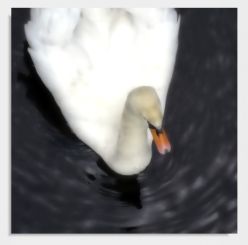 Praxisbild "Schwan" 