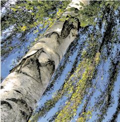 Deckenbild "Hängebirke" 