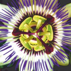 Deckenbild "Passionsblume" 