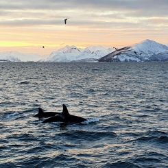 Deckenbild "Orcas" 