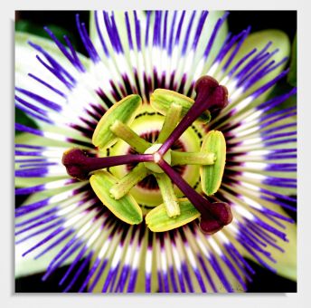 Praxisbild "Passionsblume" 