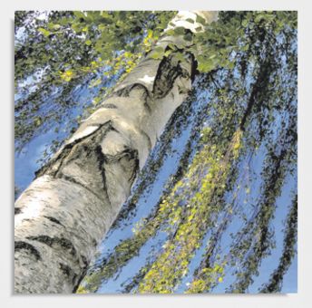 Praxisbild "Hängebirke" 