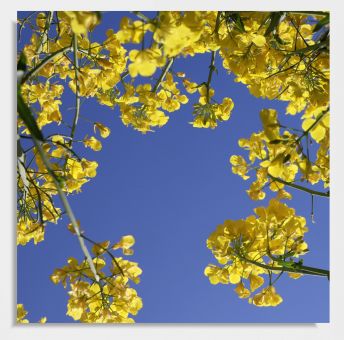 Deckenbild "Bett im Rapsfeld" 