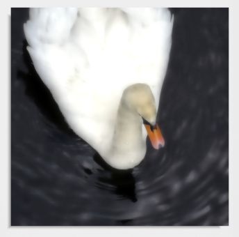 Praxisbild "Schwan" 
